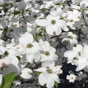 Dogwood, 'Super Princess'