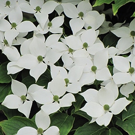 Dogwood, Kousa 'Chinese' 6.0'
