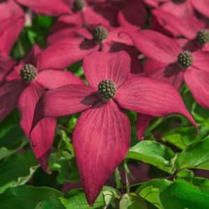 Dogwood, Kousa 'Scarlet Fire'