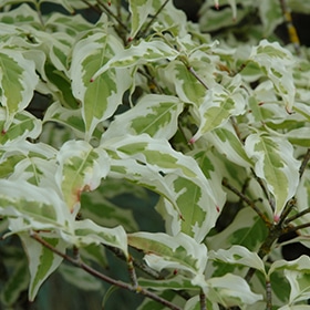 Dogwood, Kousa 'Summer Fun'