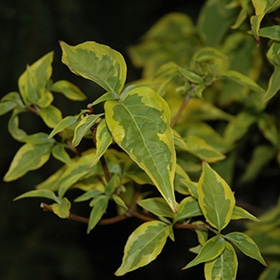 Dogwood, Kousa 'Summer Gold'