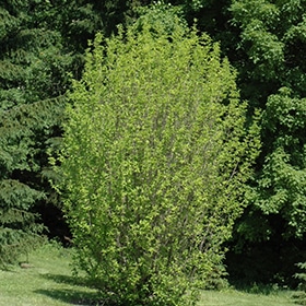 Dogwood, Cornelian 'Golden Glory' 2.5"