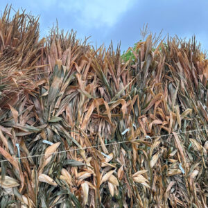 Corn Stalks Tall 7'-8'  W/Corn on Stalk