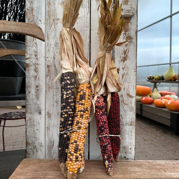 Indian Corn - Large