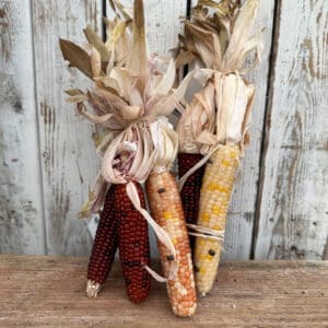 Indian Corn - Small