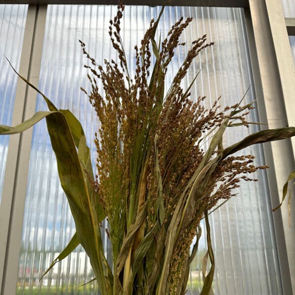 Broom Corn Stalks - Image 2