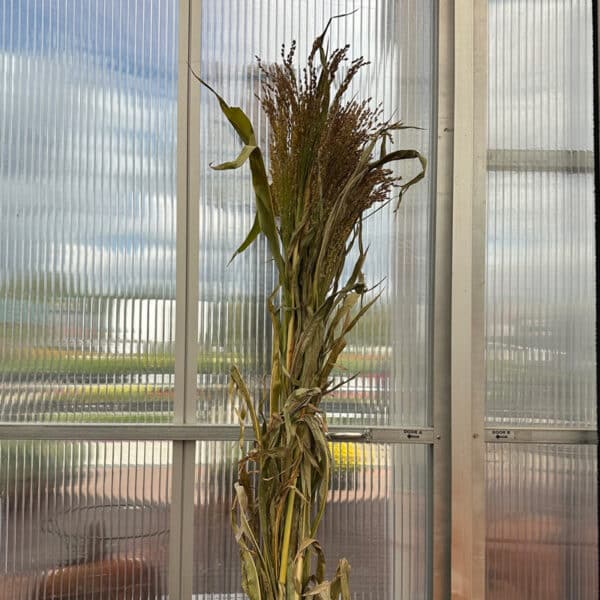 Broom Corn Stalks