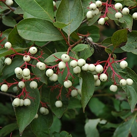 Dogwood, Gray