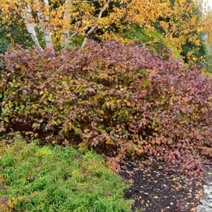 Dogwood, Red 'Baileyi'