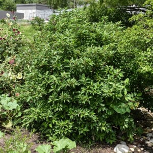 Dogwood, Red 'Bergeson's' 24"