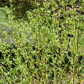 Dogwood, 'Buds Yellow'