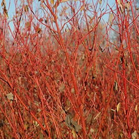 Dogwood, Red 'Cardinal'