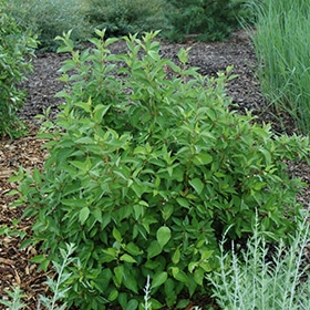 Dogwood, Red 'Isanti' 24"