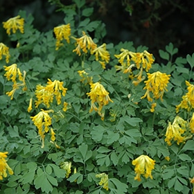 Yellow Corydalis
