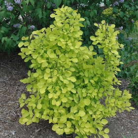 Smokebush, 'Golden Spirit'
