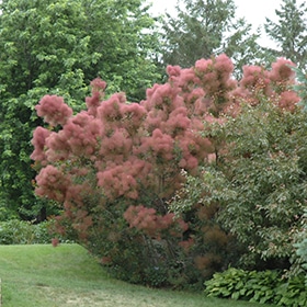 Smokebush, 'Royal Purple'