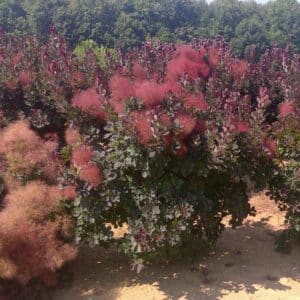 Smokebush, 'Velvet Cloak'