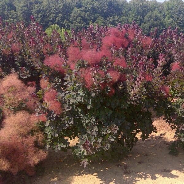 Smokebush, 'Velvet Cloak'