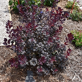 Smokebush, 'Winecraft Black'