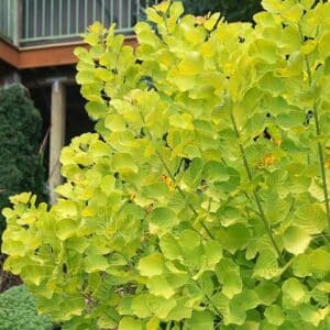 Smokebush, 'Winecraft Gold'