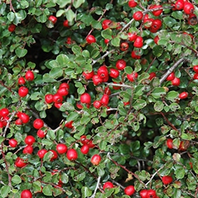 Cotoneaster, Cranberry