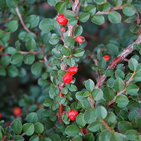 Cotoneaster, Hess #3