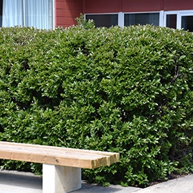 Cotoneaster, Peking