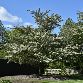 Hawthorn, 'Winter King'