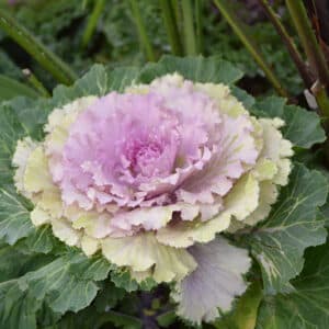 Cabbage/Kale Pink