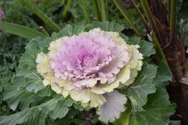 Cabbage/Kale Pink