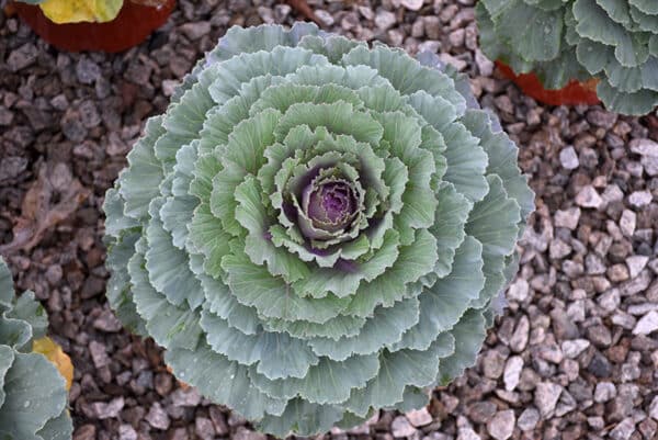Cabbage/Kale Pink - Image 2