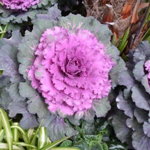 Cabbage/Kale Red