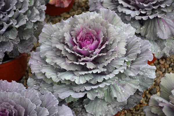 Cabbage/Kale Red - Image 3