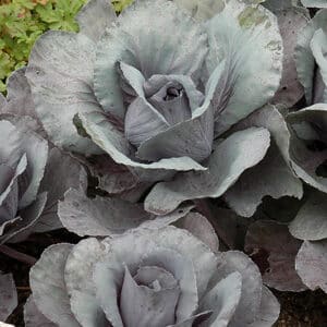 Cabbage/Kale Ruby Perfection