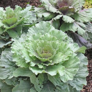 Cabbage/Kale Dynasty #1