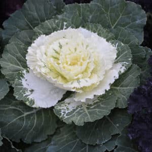 Cabbage/Kale White