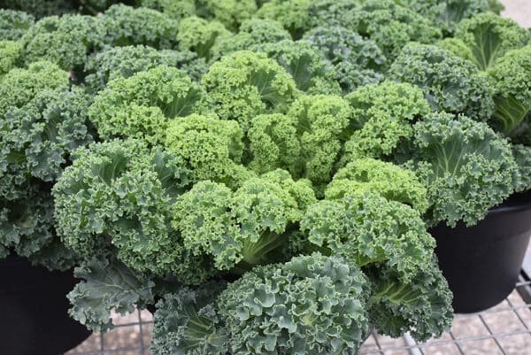 Cabbage/Kale White - Image 2