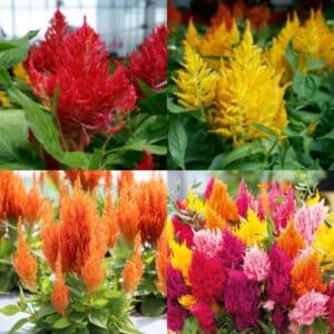 Celosia - Annual Flat