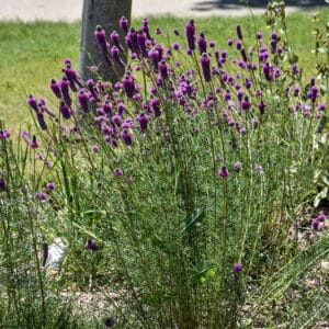 Purple Prairie Clover