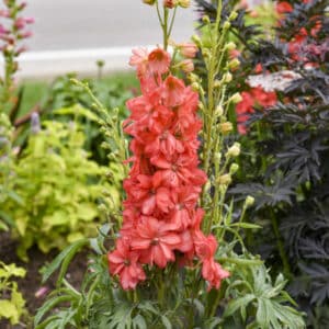 'Red Lark' Delphinium