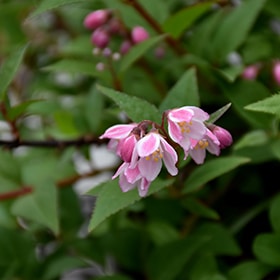 Deutzia, Slender 'Yuki Cherry Blossom'