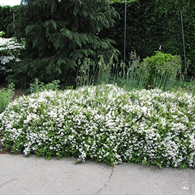 Deutzia, Slender 'Nikko'