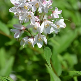 Deutzia, Slender 'Yuki Snowflake'