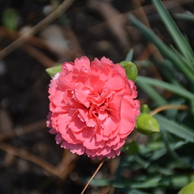 'Classic Coral' Dianthus