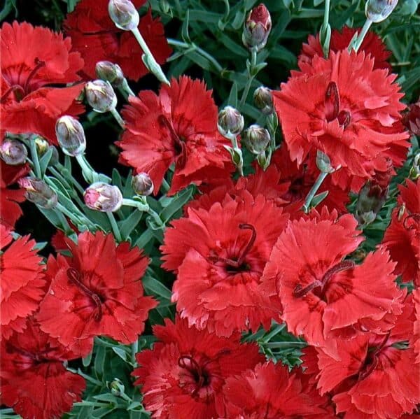 'Devon Xera' Pinks#1