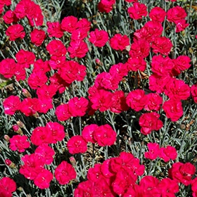 'Frosty Fire' Pinks