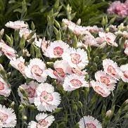 'Georgia Peach Pie' Dianthus