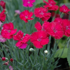 'Neon Star' Maiden Pink