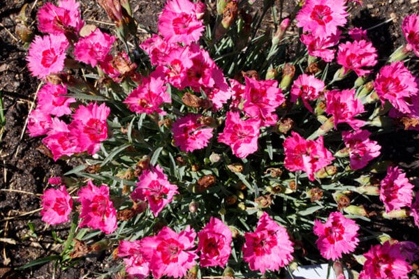 'Paint The Town Fancy' Pinks - Image 2