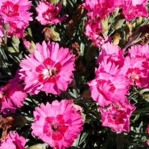 'Paint The Town Fancy' Pinks